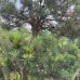 Borovica lesná (Pinus Sylvestris) - výška 250 cm, kont. C500L - BONSAJ - POSCHODOVÉ HNIEZDA (-30°C)